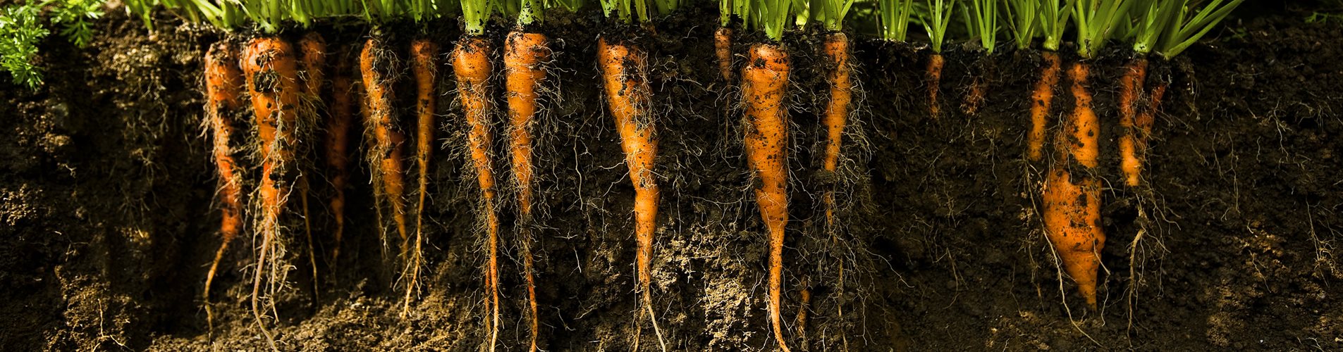 KarottenNH KarottenNH