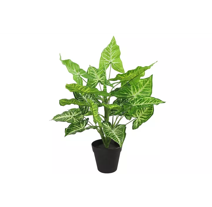Syngonium