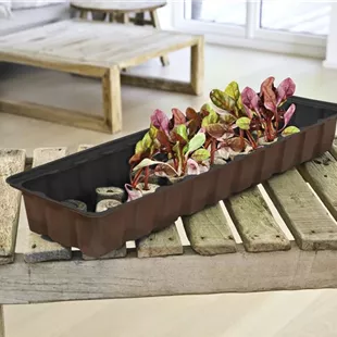 FB-Treibhaus mit 36 Tabs