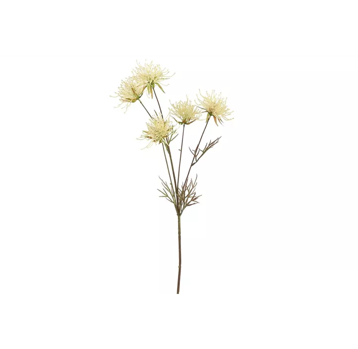 Hakea