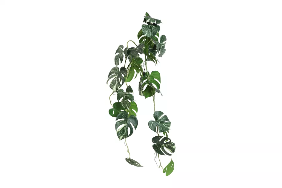 philodendron birkin white wave Philodendron White Wave - Birkin Plant main image 0