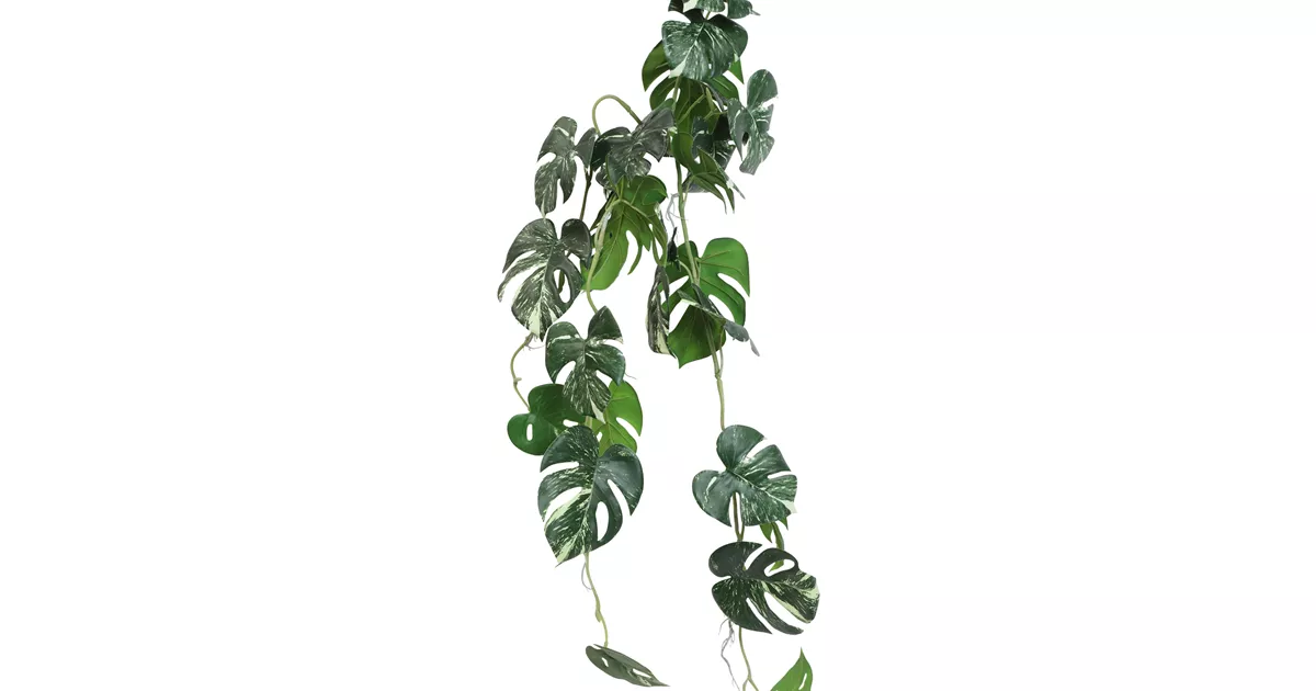 Monstera hngend - Bellaflora