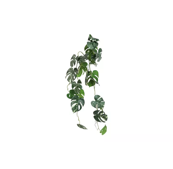Monstera hängend