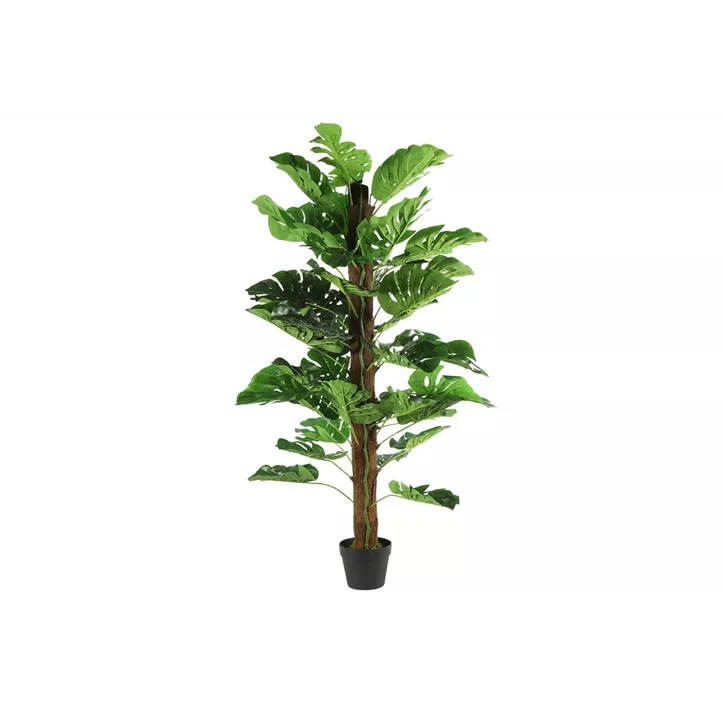 Monstera im Topf 'Susi'