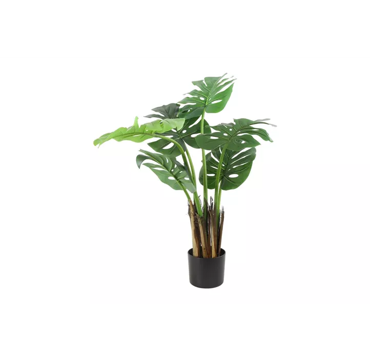 Monstera
