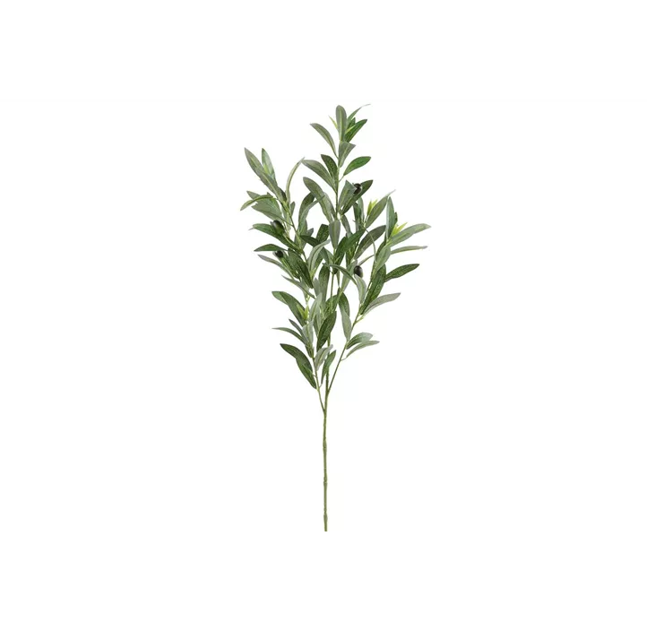 Olea