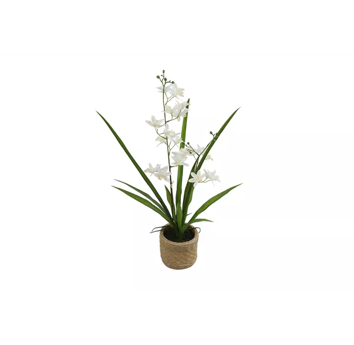 Orchidee Dendrobium