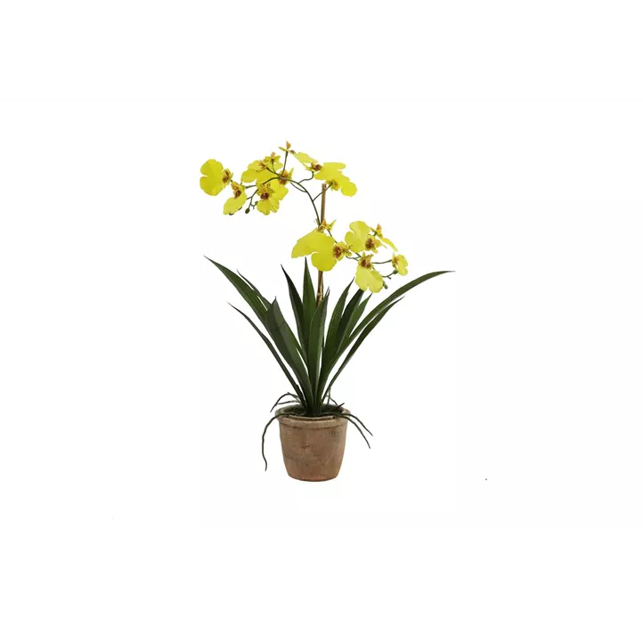 Orchidee Oncidium