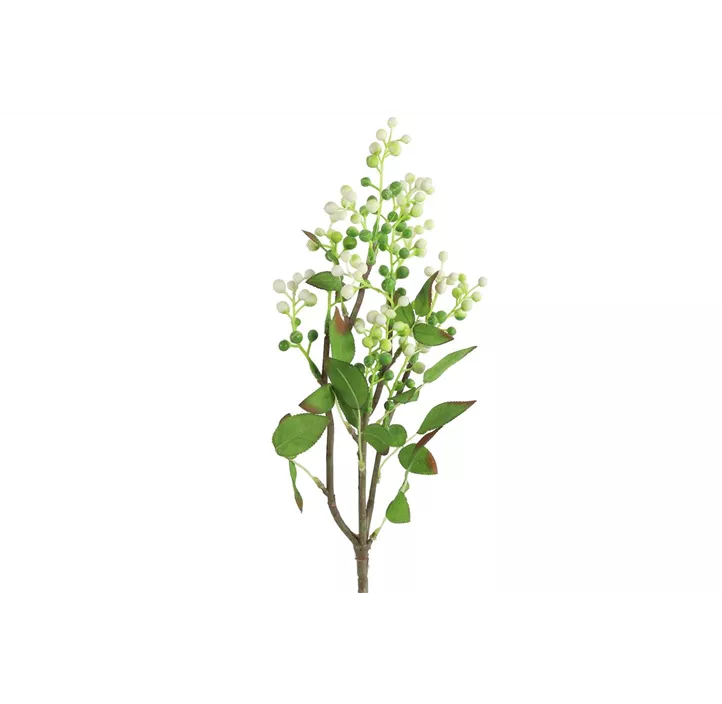 Prunus Serotina