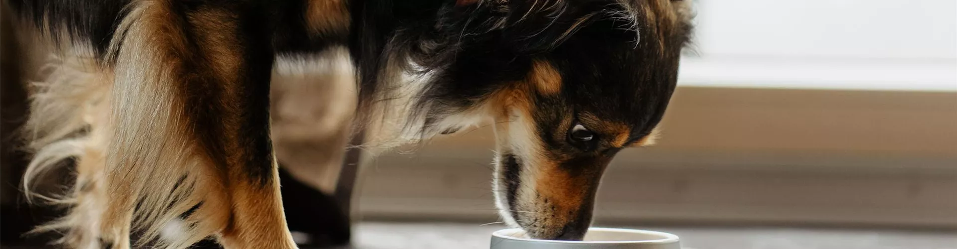 Belcando Hundefutter - Bellaflora Belcando Hundefutter - Bellaflora
