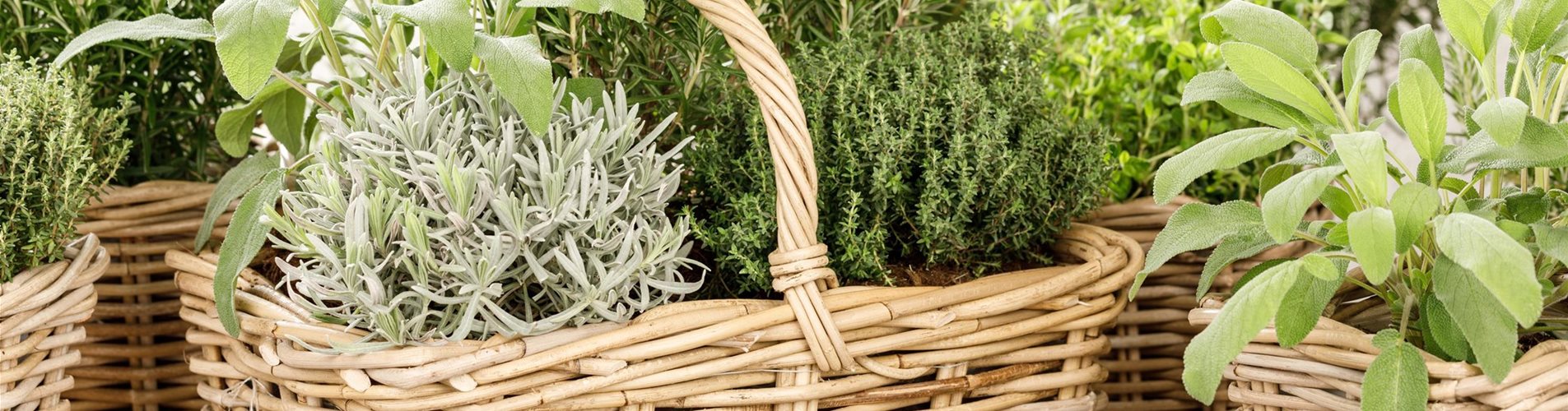 GS531504_Kräuter_-0-246-3360-1890 GS531504_Kräuter_-0-246-3360-1890