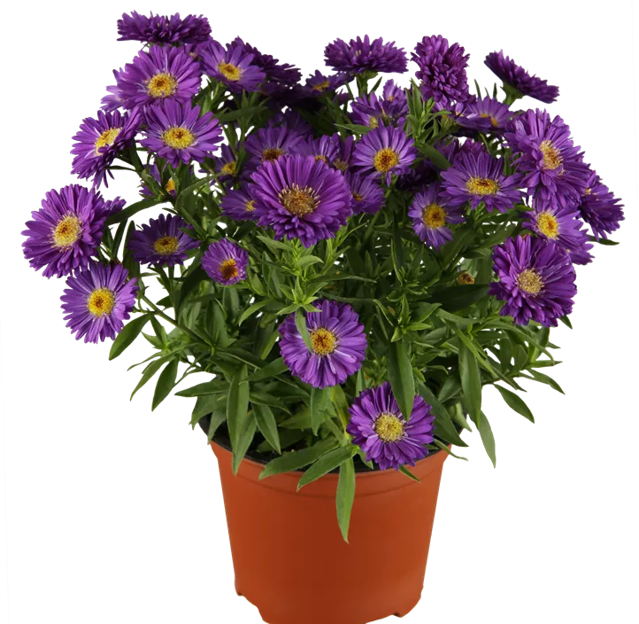Garten-Kissen-Aster 'Amethyst'