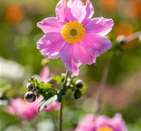 Anemone Royal Pink