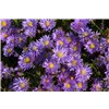 bellaflora Gartencenter GmbH