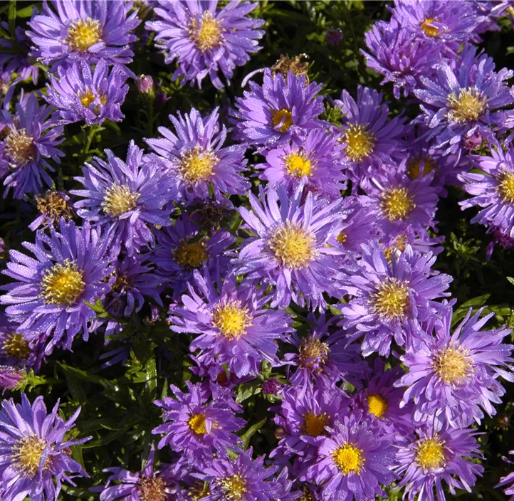 Garten-Kissen-Aster 'Amethyst'