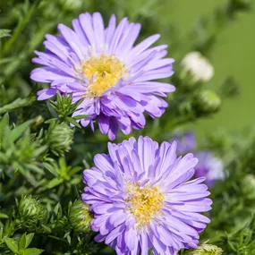 Aster dumosus Indigo