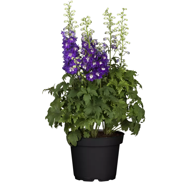Rittersporn 'Magic Fountains Dark Blue Dark Bee'