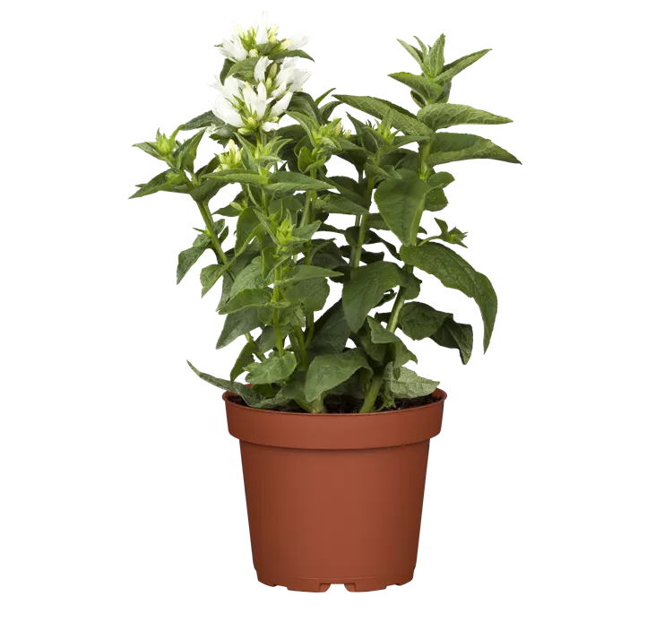 Knäuel-Glockenblume 'Alba'