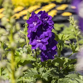 Delphinium elatum Delphina Dark Blue