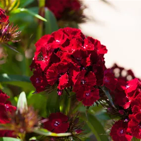 Dianthus barbatus Dash Crimson