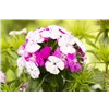 bellaflora Gartencenter GmbH