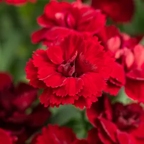 Dianthus Devon Cottage Dark Red