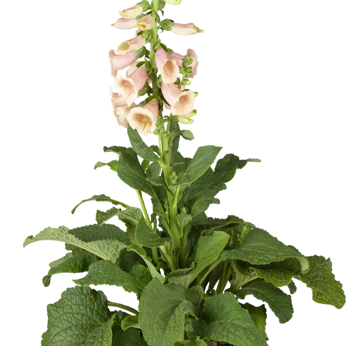 Garten-Fingerhut 'Dalmatian Peach'