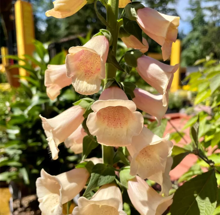 Garten-Fingerhut 'Dalmatian Peach'
