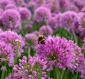 Allium Millenium Allium Millenium