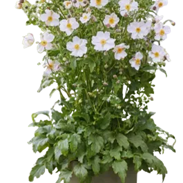 Anemone Hybriden Fantasy Elsa