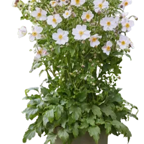 Anemone Hybriden Fantasy Elsa