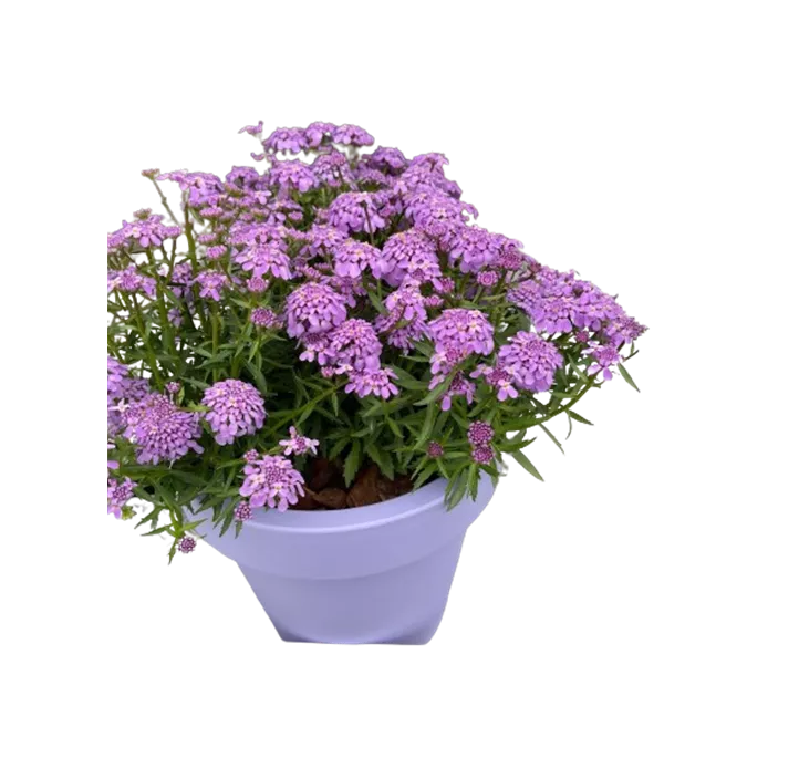 Schleifenblume 'Mermaid Lavender'