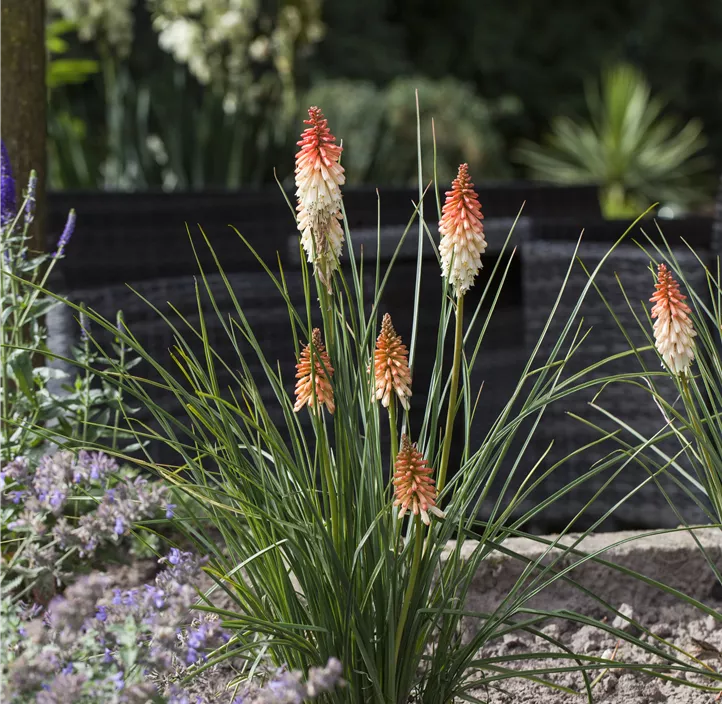 Garten-Fackellilie 'Poco Red', 3 Liter Topf