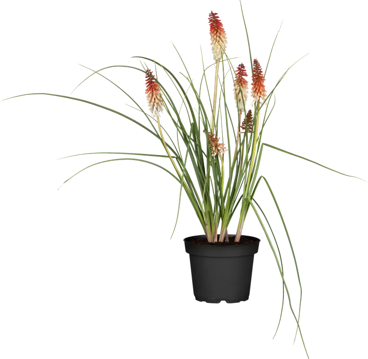 Garten-Fackellilie 'Papaya Popsicle' Garten-Fackellilie 'Papaya Popsicle'