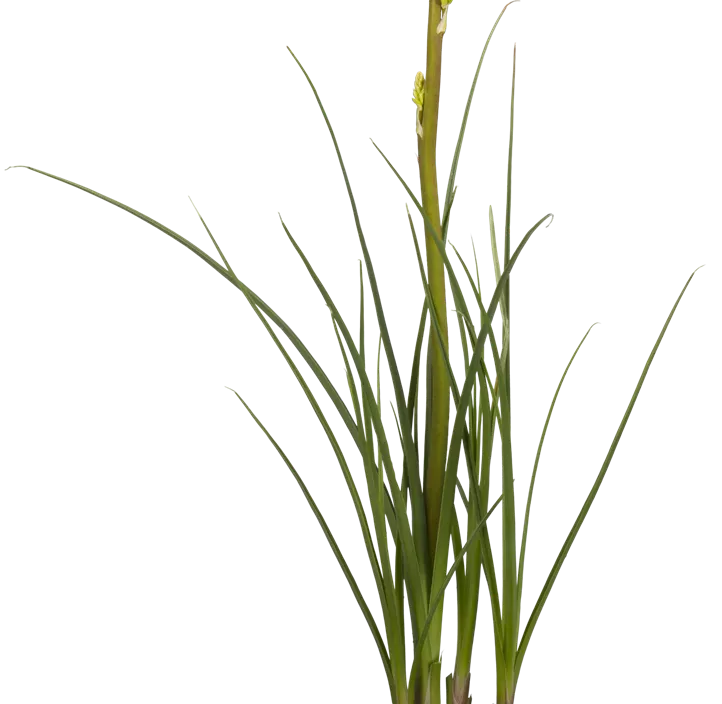 Garten-Fackellilie 'Poco Red', 3 Liter Topf