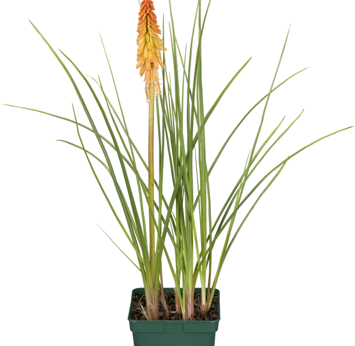 Garten-Fackellilie 'Poco Red', 3 Liter Topf