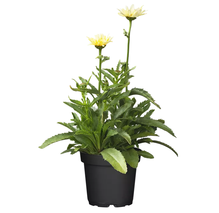 Großblumige Margerite 'Banana Cream'