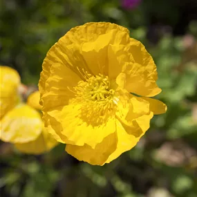 Papaver nudicaule Champagne Bubbles Yellow