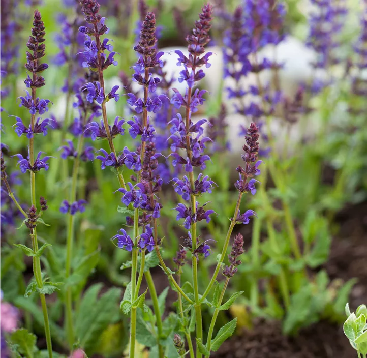 Garten-Blüten-Salbei 'Ostfriesland'