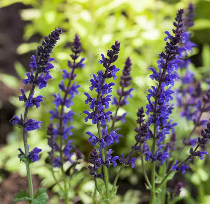 Garten-Blüten-Salbei 'Ostfriesland'