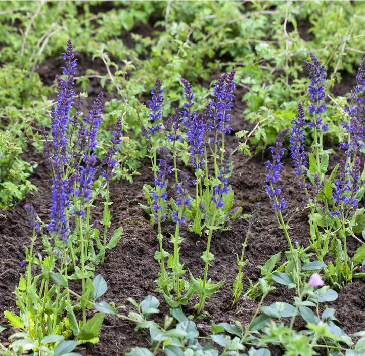 Garten-Blüten-Salbei 'Ostfriesland'