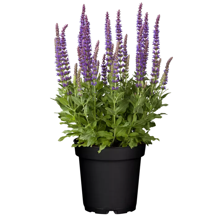 Garten-Blüten-Salbei 'Ostfriesland'