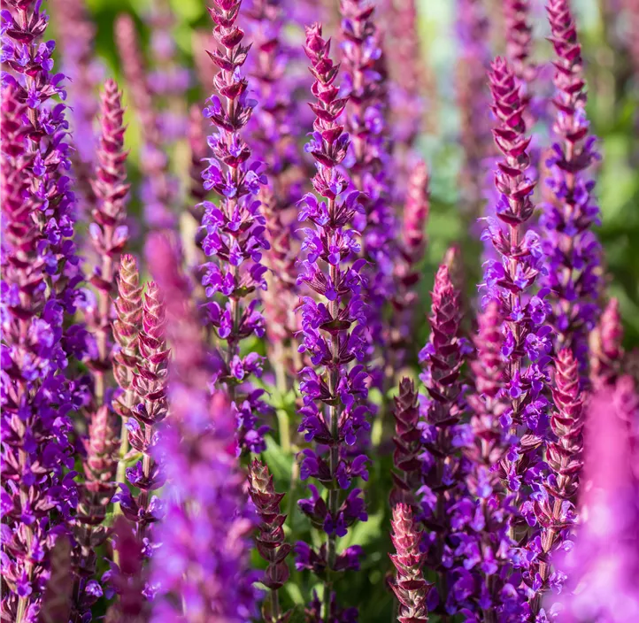 Garten-Blüten-Salbei 'Ostfriesland'