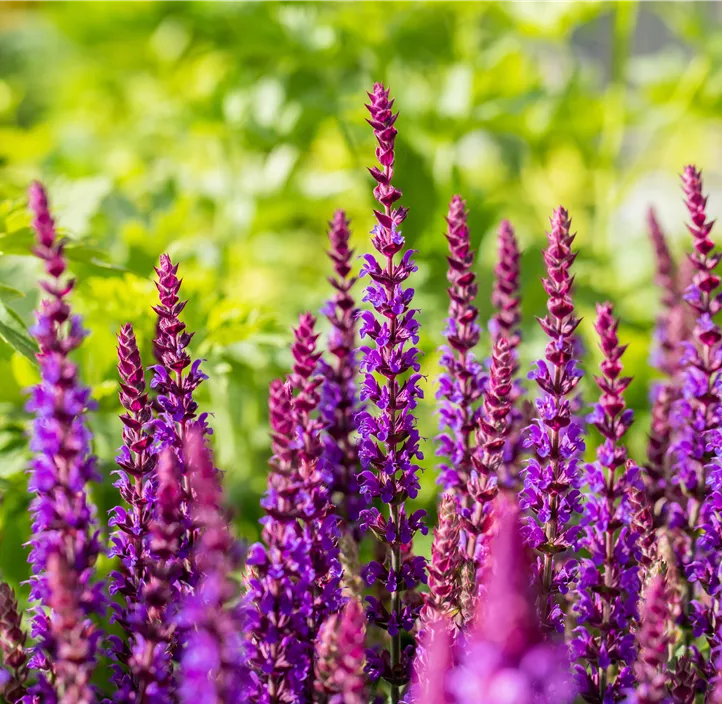 Garten-Blüten-Salbei 'Ostfriesland'