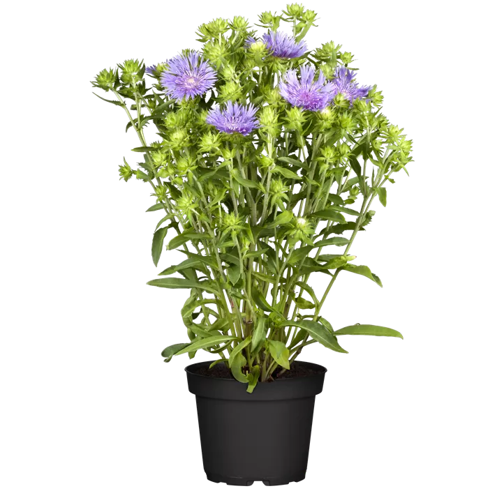 Kornblumenaster 'Peachie´s Pick'