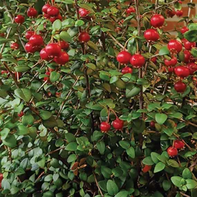 Ugni molinae Pretty Berry