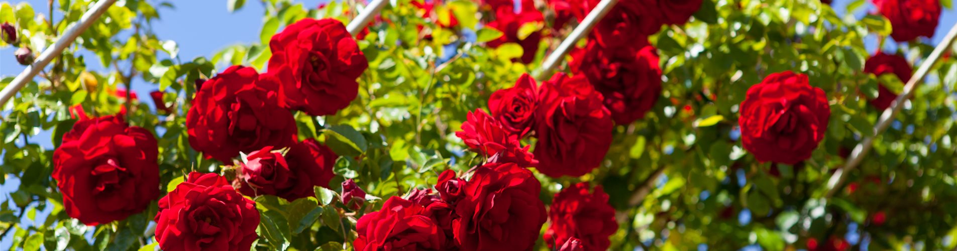 Rosen Stimmung Rosen Stimmung