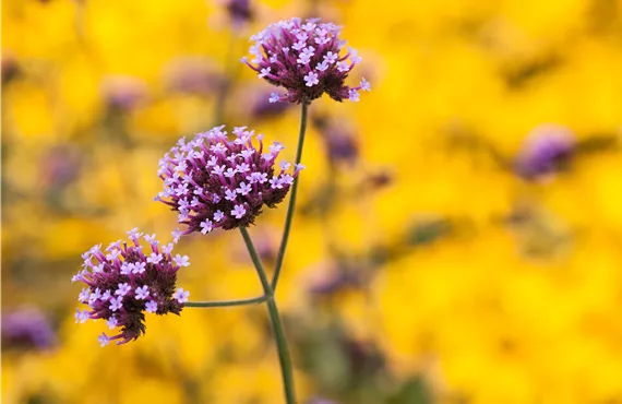 Verbena bonariensis 'Buenos Aires' Verbena bonariensis 'Buenos Aires'