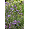 bellaflora Gartencenter GmbH