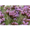 bellaflora Gartencenter GmbH